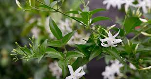 Image result for Jasminum