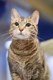 Marge Is An Exceptional Kitty Looking For A New Best Friend She S Available At Indyhumane Https Indyhumane Org Index Cat Profile Cats And Kittens Pets Cats