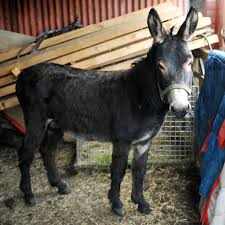 Maybe you would like to learn more about one of these? Battle To Save Noisy Donkey After Complaints He Can Be Heard Two Miles Away Mirror Online