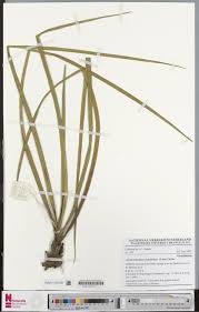 Image result for Ancistrorhynchus clandestinus