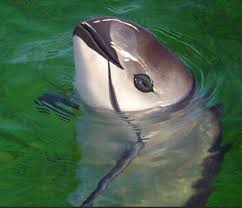 Thanks, I hate Rule 34 Dolphin : rTIHI