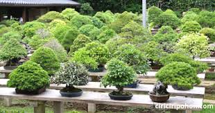 Inilah Ciri Ciri Tanaman Pohon Serut Yang Hidup Di Alam Bebas Ciriciripohon Com