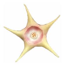 Image result for Huernia verekeri