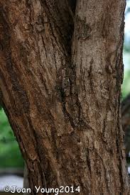 Image result for Cordia grandicalyx