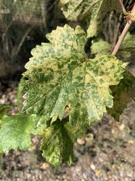 In the 1680's, franciscan monks brought grape cuttings from mexico and leaf petioles—the portion of the leaf that attaches the blade to the stem—are the best part of the plant for testing for x. Grape Leaves Looking Blotchy It Might Be The Western Grape Leafhopper