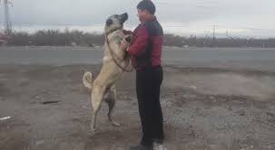 Anatolian Shepherd Dog Sivas Kangal Anadolu Coban Kopegi Sivas Kangal Steemit