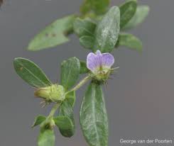 Image result for Blepharis integrifolia