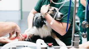 For your convenience, we're open 24 hours a day, 365 days a year, serving pet parents and primary care veterinarians throughout new jersey, new york, pennsylvania and delaware. Pet Emergency Care Near Me 98109 Mercer Street Veterinary Hospital