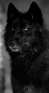 For It Was Red That Could Bring The Wolf To Smile Wolf With Blue Eyes Wolf Dog Black Wolf