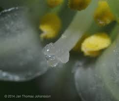 Image result for Behnia reticulata