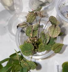 Image result for Polystachya melanantha