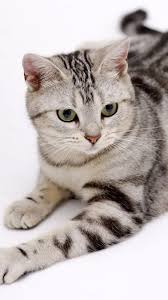 Pin Op Animal