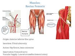 Strip the periosteum with the attachments of the gluteus medius and minimus muscles from the lateral surface of the ilium using a periosteal elevator. Iliofemoral Joint Aka Hip Joint Ppt Video Online Download