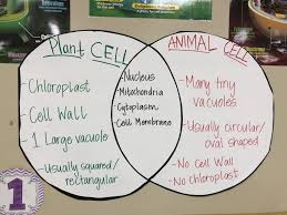 Plant V Animal Cell Anchor Chart Plant And Animal Cells Teaching Cells Science Cells