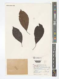 Image result for Uapaca sansibarica