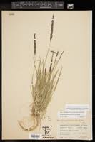 Image result for Sporobolus coromandelianus