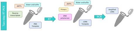 Collect all ingredients (excluding taq) from the refrigerator and keep cool (on gel electrophoresis step by step: Two Step Rt Pcr Mixes And Kits Clinisciences