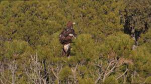 German imperial eagle vs bald eagle. Imperial Eagle Vs Golden Eagle Youtube