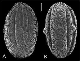 Image result for Anisotes formosissimus