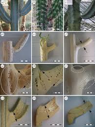 Cactus, globular, white spines and areoles. Functional Morphology And Biomechanics Of Branch Stem Junctions In Columnar Cacti Proceedings Of The Royal Society B Biological Sciences