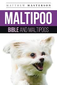 Cooper and maggie are the proud parents of two beautiful little boys! Maltipoo Bible And Maltipoos Your Perfect Maltipoo Guide Maltipoo Maltipoos Maltipoo Puppies Maltipoo Dogs Maltipoo Breeders Maltipoo Care Grooming Breeding History And More Masterson Matthew 9781913154240 Amazon Com Books