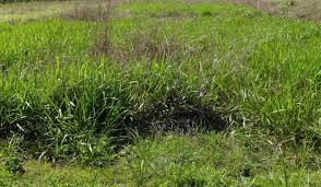 Image result for Eragrostis humidicola