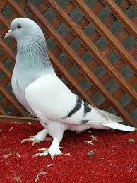 Blt Blt Adli Kullanicinin Guvercin Pidgeon Panosundaki Pin Guzel Kuslar Evcil Hayvanlar Hayvanlar