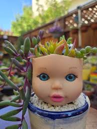 A sucker for succulents