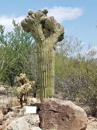 Things to do in sonora desert museum. A Crested Saguaro Outside The Arizona Sonora Desert Museum Cactus