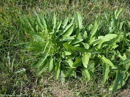 Image result for Sonchus schweinfurthii