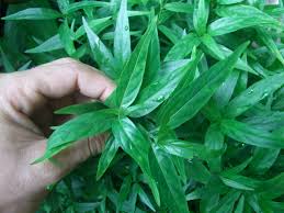 Image result for Justicia striolata