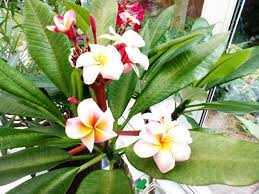 Image result for Plumeria rubra