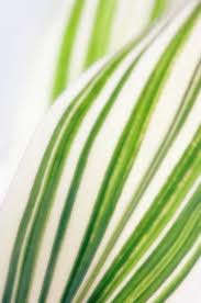 Image result for Pleioblastus fortunei