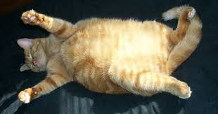 Umumnya, baik kucing jantan maupun kucing betina, bisa disterilkan sebelum memasuki masa reproduksi sebagai kucing dewasa, yaitu pada usia 6 bulan dan 8 minggu. Popo Petshop Berapa Lama Biasanya Kucing Hamil