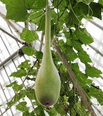 Image result for Lagenaria siceraria