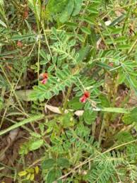Image result for Indigofera colutea