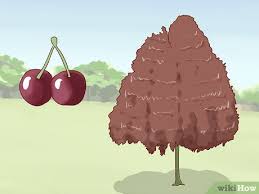 White small flowers of mirabelle plum, also known as mirabelle prune or decorative angle with cherry tree branch with green leaves and red berries. 3 Ways To Identify Cherry Trees Wikihow
