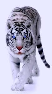 2 видео нет просмотров обновлен 3 июл. 25 Pajajaran Ideas Indonesian Art Tiger Pictures Sea Queen