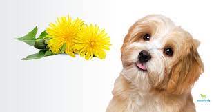 Just as dandelions are helpful to humans, they can be precious to your dog as well. Dandelion For Dogs Much More Than A Weed Dogs Naturally