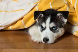 Check spelling or type a new query. What Happens If You Sneak A Dog Into Your Apartment American Kennel Club