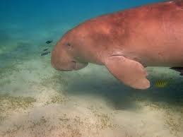 The hub is a communal platform for dugong and seagrass conservationists to collate and share information, resources, best practice and lessons dr donna kwan from the dugong mou secretariat attended the closing workshop of the dugong and seagrass conservation project (dscp) in bali. Vanuatu Schwimmen Mit Seekuhen In Der Lamen Bay Auf Epi