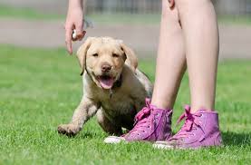 Training a dog to heel is imperative for dogs who are going to be walking with their owners on leashes often. Labrador Puppy Training Essentials Labrador Central