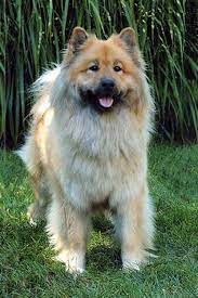 Eurasier Dog Breed Information American Kennel Club Dog Breeds Dog Breeds Medium Dog Breeder
