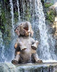 download asia elephant videos vahsi hayvanlar hayvan mizahi hayvan bebekler
