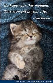 Be Happy For This Moment Inspurrational Quote 3 Cat Quotes Funny Cat Quotes Beautiful Cats Pictures