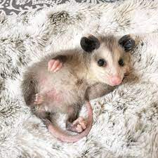 Sesame The Opossum Starfish On Instagram Headed To The Vet With Baguette He Goes I Don T Think The Vet Can Opossum Baby Possum Cute Kawaii Animals