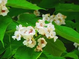 Image result for Catalpa