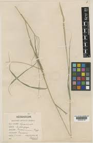 Image result for Enteropogon monostachyos