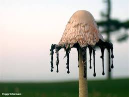 Check spelling or type a new query. Coprinoid Mushrooms The Inky Caps Mushroomexpert Com