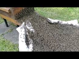Epingle Sur Bee Keeping